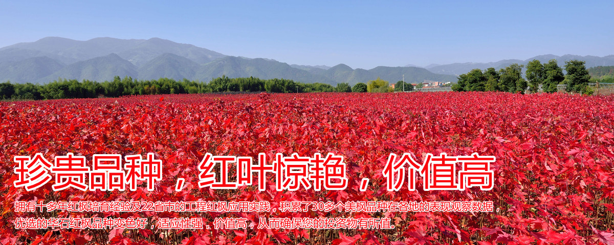 變色驚艷、品種稀缺、價(jià)值高