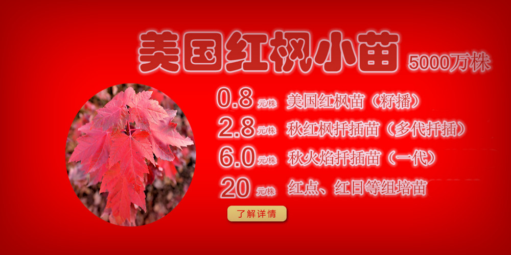 夕陽紅、十月光輝、紅點紅楓、美國紅楓小苗質(zhì)佳價平回饋廣大客戶，接受2017-2018季苗預(yù)定！