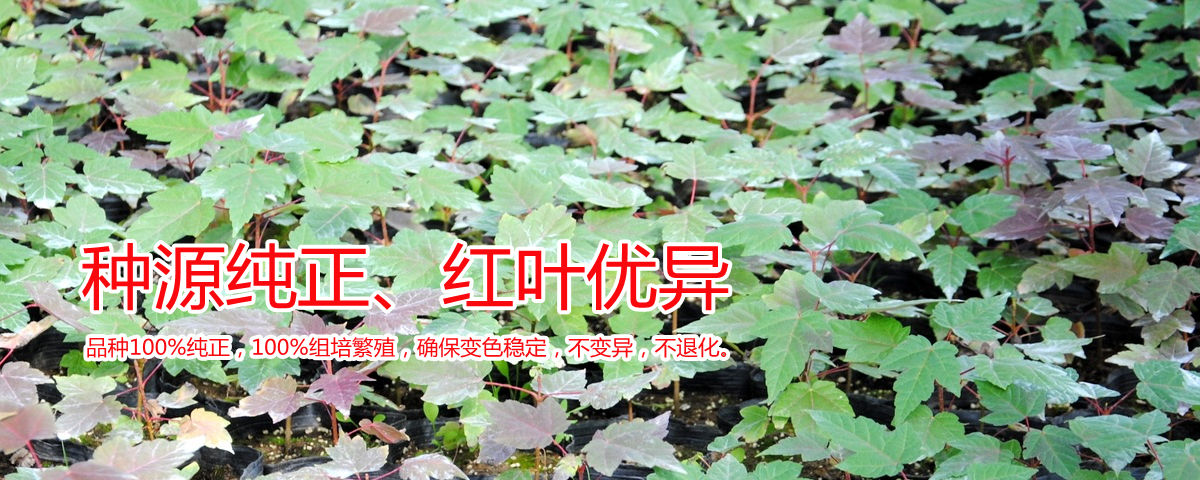 種源純正、表現(xiàn)優(yōu)異