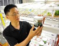 繁殖、栽培、養(yǎng)護(hù)美國紅楓專家