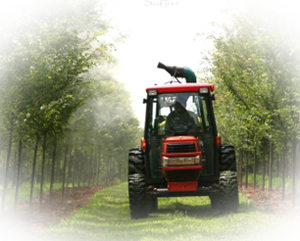 繁殖、栽培、養(yǎng)護(hù)美國紅楓專家